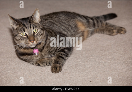 Porträt-Tabby Katze liegend Teppich Stockfoto