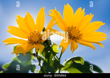 Die mexikanische Sonnenblume Tithonia Diversifolia in Blüte mit Sonnenlicht hinter Stockfoto