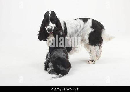 English Cocker Spaniel mit Welpen, 10 Wochen Stockfoto