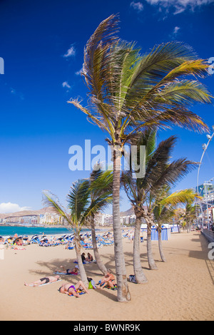Kokosnuss-Palmen am Canteras Strand in Las Palmes de Gran Canaria. Stockfoto