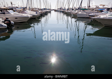 Fische schwimmen in der Sonne reflektiert Wasser inmitten der festgemachten Boote Hafen la Napoule, Mandelieu-la-Napoules, Frankreich. Stockfoto