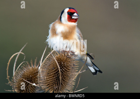 Zuchtjahr Zuchtjahr Europäische Stieglitze ernähren sich von Karde Köpfe Stockfoto