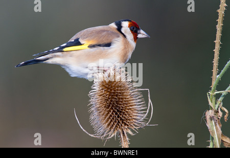 Zuchtjahr Zuchtjahr Europäische Stieglitz auf Karde Stockfoto