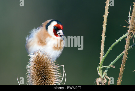 Stieglitz (Zuchtjahr Zuchtjahr) auf Karde Stockfoto