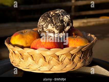 Ein fauler Apfel in guten Apfelkorb UK Stockfoto