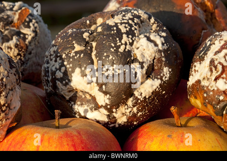 Faule Äpfel in guten Apfelkorb UK Stockfoto