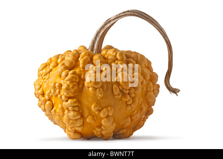 Ein Kürbis (Cucurbita Pepo var. verzweigt) im Studio auf weißem Hintergrund fotografiert. Courge Verruqueuse Sur fond Blanc. Stockfoto