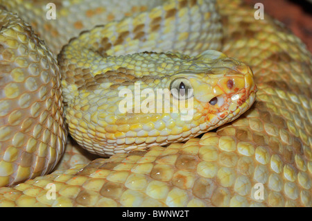 Neotropische Klapperschlange, Crotalus Durissus, Costa Rica. Stockfoto