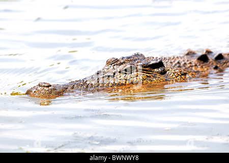 Krokodil schwimmen in East Alligator River, Kakadu, Top End, Northern Territory, Australien Stockfoto