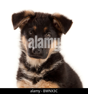 Deutscher Schäferhund Welpen nach neun Wochen alt Stockfoto