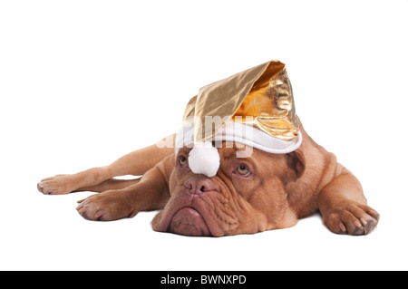 De Bordeaux Dogge Welpe mit goldenen Weihnachtsmütze Stockfoto