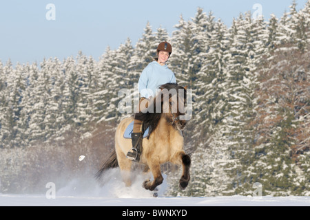 Junge Reiter auf Rückseite ein Islandpferd im Galopp im Schnee Stockfoto