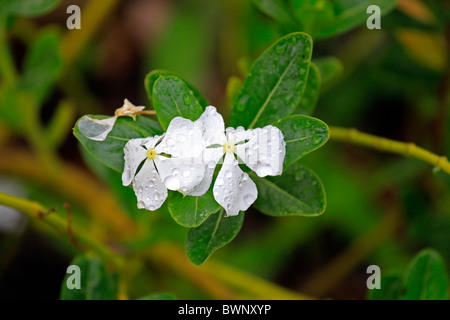 Catharanthus Roseus (Madagaskar-immergrün) nass mit Regentropfen. Stockfoto