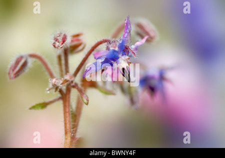 Nahaufnahme der blauen Borretsch Blüte - Starflower - Borrango officinalis Stockfoto