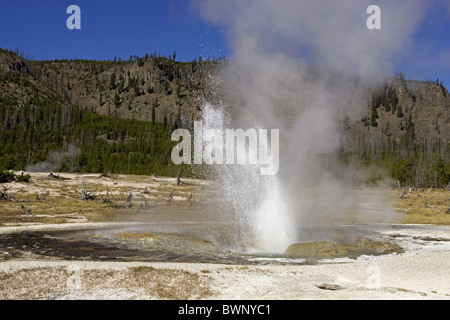 Juwel-Geysir ausbrechen, Upper Geyser Basin, Yellowstone Stockfoto