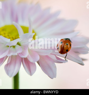 Ein sieben spot Marienkäfer auf einer Daisy Blume Stockfoto