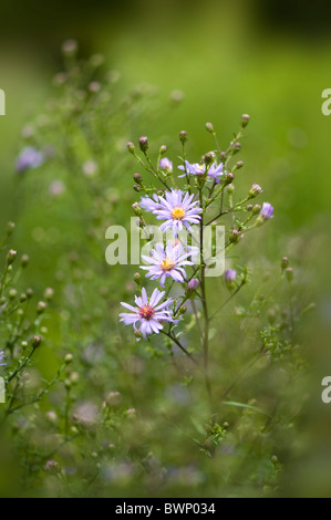 Aster Cordifolius 'Elegans' - kleine lila Blumen - Michaeli daises Stockfoto