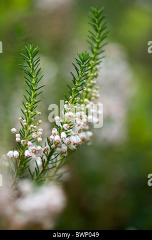 Erica X Darleyensis "Katia" - weißes Heidekraut Stockfoto