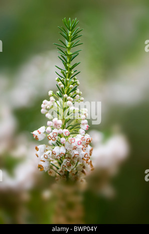 Erica X Darleyensis "Katia" - weißes Heidekraut Stockfoto