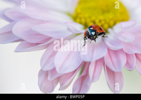 Ein sieben Spot Ladybird - Coccinell-7-Trommler ruht auf die Blütenblätter einer Blume rosa Gänseblümchen Stockfoto