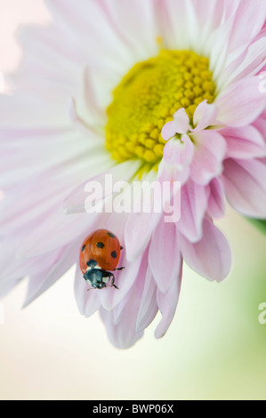 Ein sieben Spot Ladybird - Coccinell-7-Trommler ruht auf die Blütenblätter einer Blume rosa Gänseblümchen Stockfoto