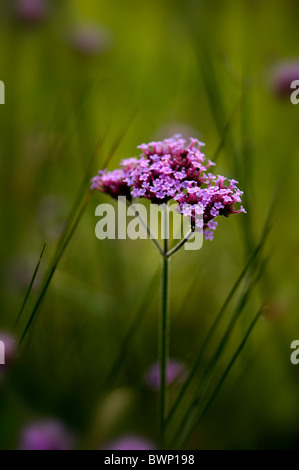 Kleine lila Blüten von Verbena bonariensis Stockfoto
