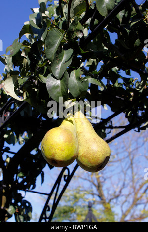 BIRNE CONCORDE. EINER DER EAST MALLING SORTE VON BIRNEN. VEREINIGTES KÖNIGREICH. Stockfoto