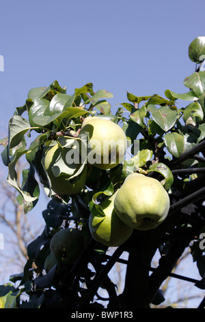 BIRNE GLOU WUNDERBARE. Stockfoto