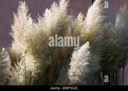 Pampus Pampasgras Cortaderia Selloana Wilde Gräser