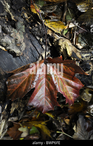 Spitz-Ahornblatt Acer Platanoides im Wald im Herbst Stockfoto