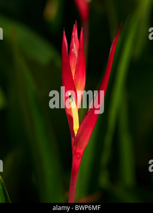 HELICONIA PSITTACORUM rote tropische Blume vor dunklem Hintergrund. Thailand S. E. Asien Stockfoto