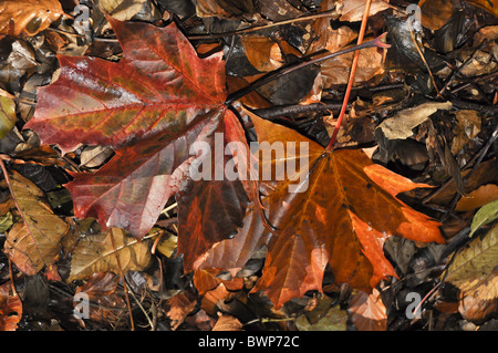 Spitz-Ahornblatt Acer Platanoides im Wald im Herbst Stockfoto