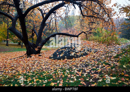 Im Central Park mit japanischen Kirschbaum Herbstlaub mit Herbst Stockfoto