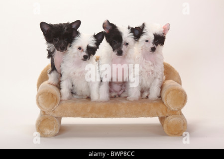 Chinese Crested Dogs, unbehaart und Powderpuff, Welpen, 9 Wochen / Puderquaste, Sofa, Couch Stockfoto