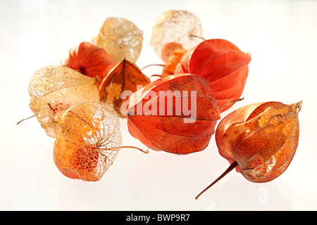 Die orange Samenkapseln der Physalis Alkekengi oder chinesische Laterne, Studio Bild. Stockfoto