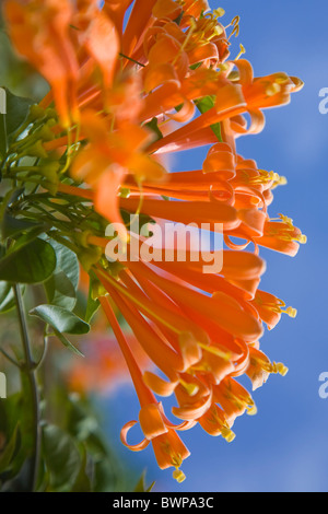 Pyrostegia Ignea oder die Flamme Rebe in voller Blüte Stockfoto