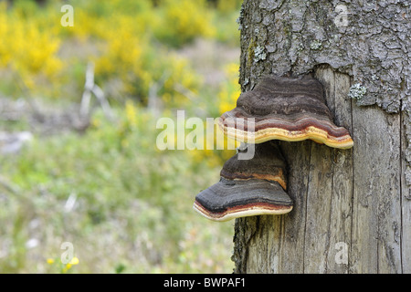 Türkei Schweif Pilz (Coriolusextrakt versicolor - Trametes versicolor - Polyporus versicolor) auf toten Baum-Stamm - Ardenne - Belgien Stockfoto