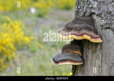 Türkei Schweif Pilz (Coriolusextrakt versicolor - Trametes versicolor - Polyporus versicolor) auf toten Baum-Stamm - Ardenne - Belgien Stockfoto