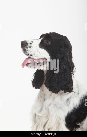 English Cocker Spaniel, schwarz/weiß Stockfoto