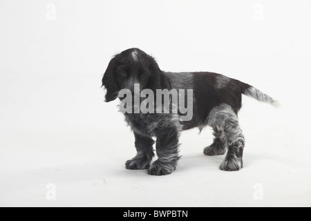 English Cocker Spaniel, Welpe, 10 Wochen / Seite Stockfoto