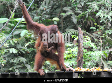 Bornesischen Orang-Utan-Mutter und Kind während der Fütterung im Semenggoh Wildlife Center in Kuching, Sarawak, Malaysia, Borneo Stockfoto