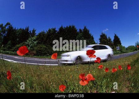 niedrigen Winkel von Pkw auf einspurigen Straße vorbei an Poppys und wilde Blumen in der Nähe von York Yorkshire UK Stockfoto