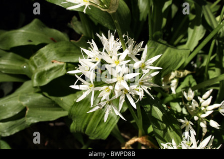 Bärlauch Allium Ursinum Familie Affodillgewächse auch bekannt als Buckram Bärlauch breitblättrigen Knoblauch Holz Knoblauch oder Bärlauch Stockfoto