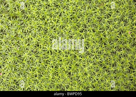 Das Moos Haircap (Polytrichum spec.), Laren, Gelderland, Niederlande Stockfoto