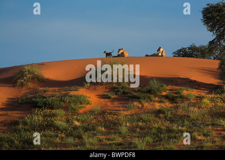 Löwenfamilie auf Sanddüne, Panthera Leo, Kgalagadi Transfrontier Park, Gemsbok Park, Südafrika, Botswana, Mutter Jungtier Jungtiere Stockfoto