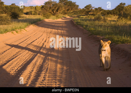 Löwin zu Fuß auf Sand Straße in der Wüste Kalahari, Kgalagadi Transfrontier Park, Gemsbok Park, Südafrika, Botswana Stockfoto