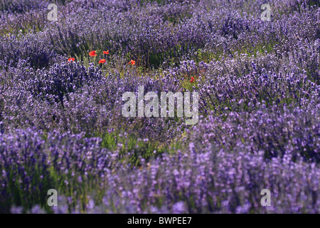 Frankreich Europa Provence Lavandula Angustifolia-Lavendel Vaucluse Departement Blüte Blüte Feld Felder Land Stockfoto