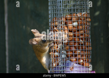 Holzmaus isst Nüsse von einem Vogelfutter im Garten. Niedliches Nagetier mit großen Ohren und hellen Augen. Auch als Langschwanzfeldmaus bekannt Stockfoto