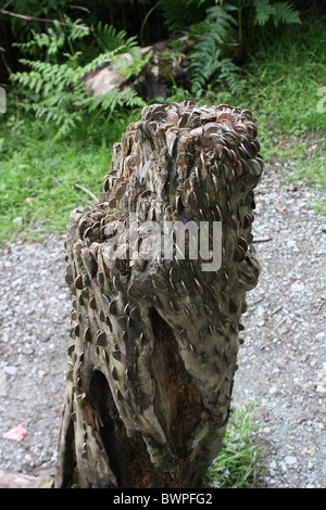 In gemahlenem Baumstamm abgeschnitten und mit Münzen eingebettet. Verschiedene Münzen wurden in Holz aus Baumstumpf gepresst. Stockfoto