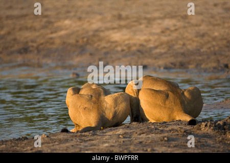 Loewe Löwe Panthera leo Stockfoto